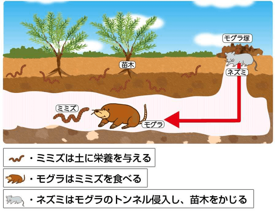 モグラ行動